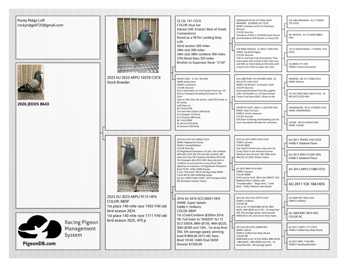 Racing Pigeon (8643)