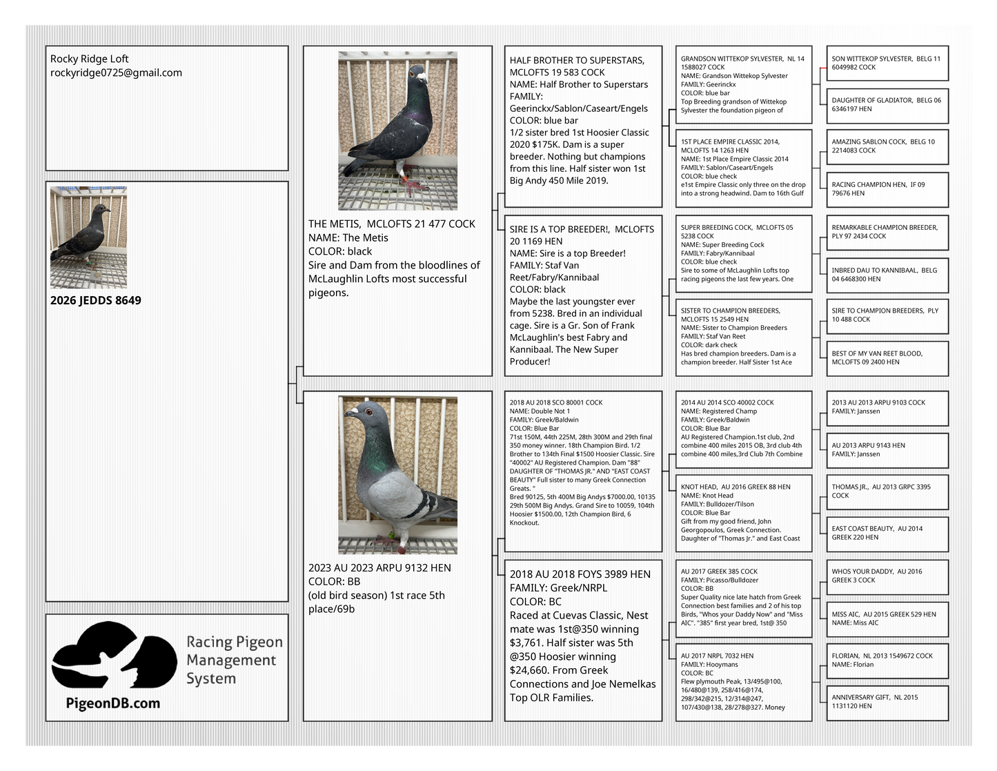 Racing Pigeon (8649)