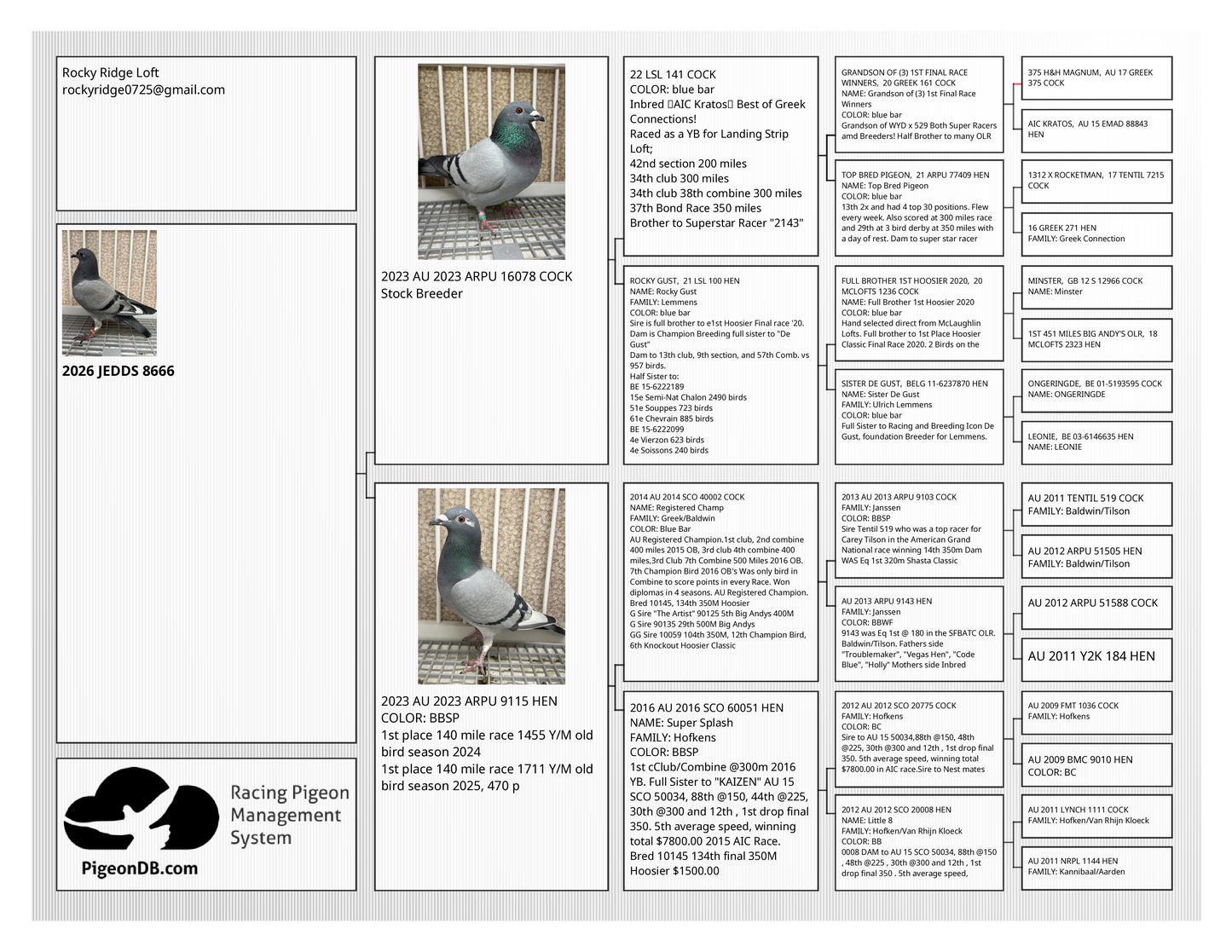 Racing Pigeon (8666)