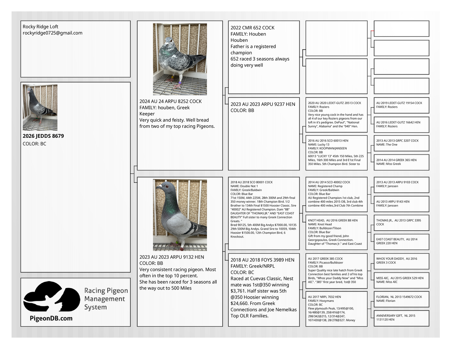 Racing Pigeon (8679)
