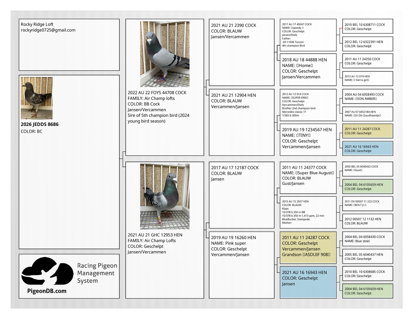 Racing Pigeon (8686)
