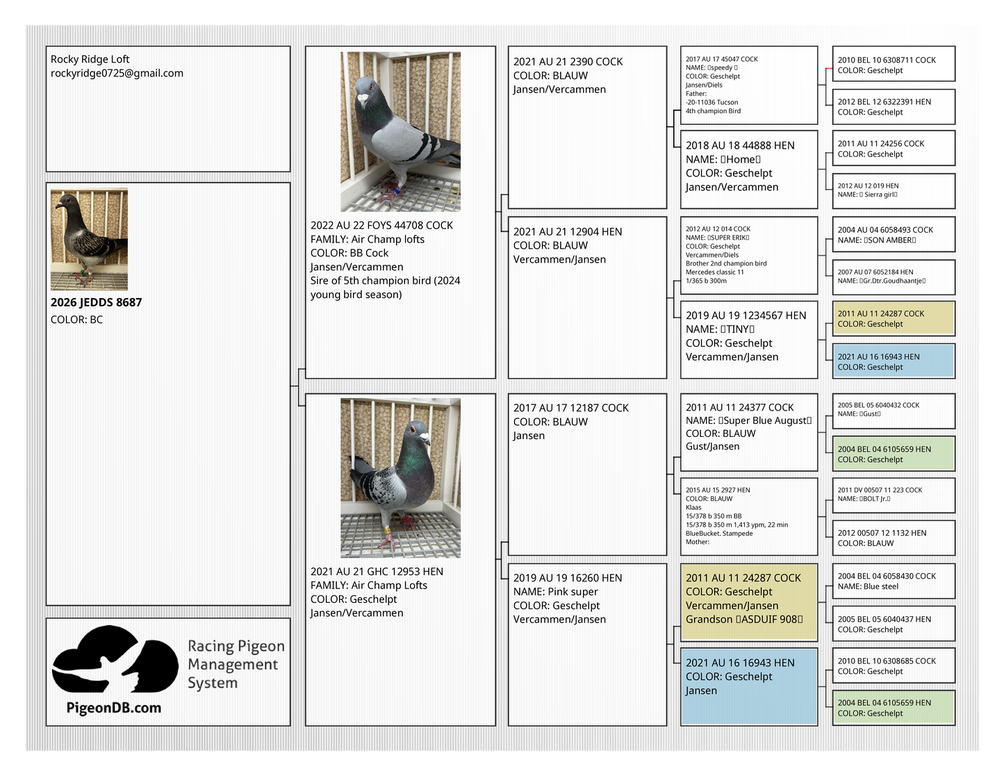 Racing Pigeon (8687)