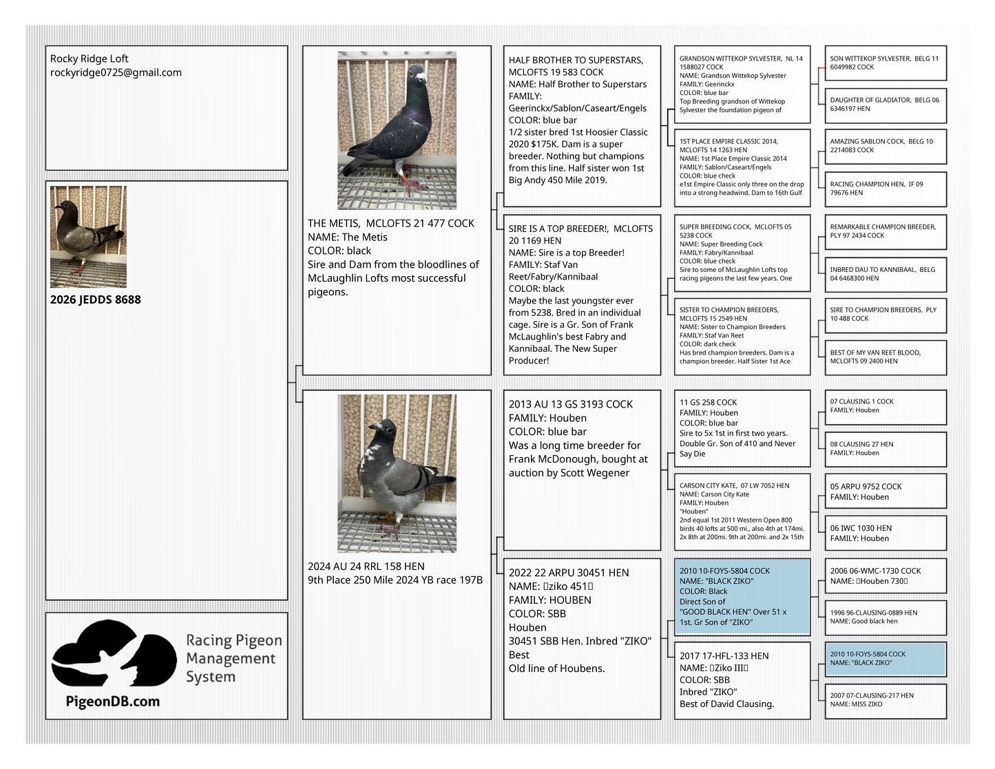 Racing Pigeon (8688)
