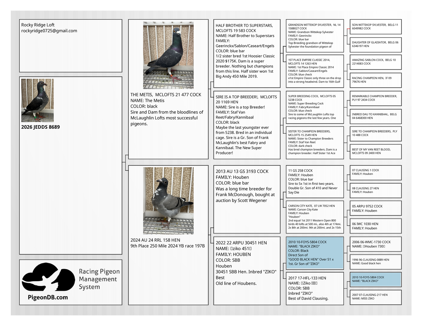 Racing Pigeon (8689)
