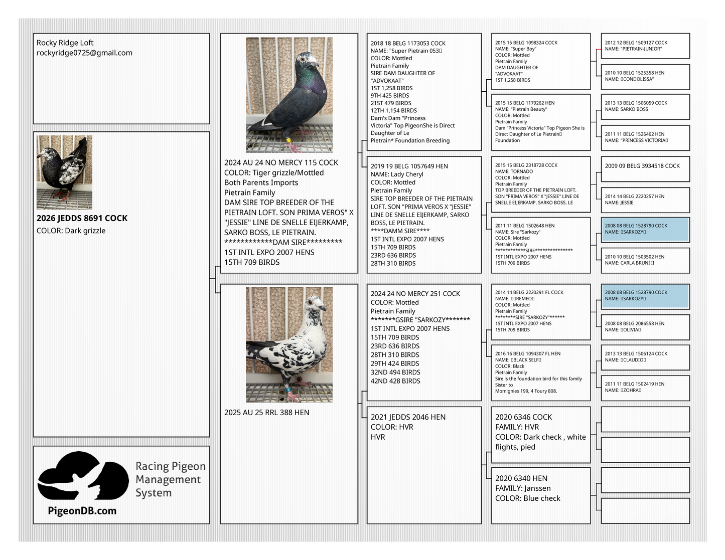 Dark Grizzle Pigeon (8691)