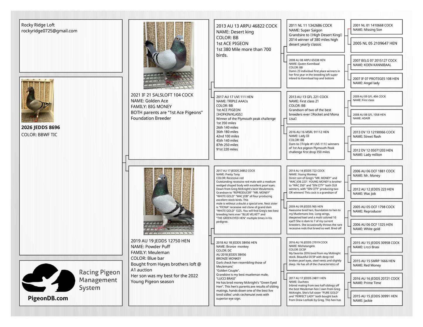 Racing Pigeon (8696)
