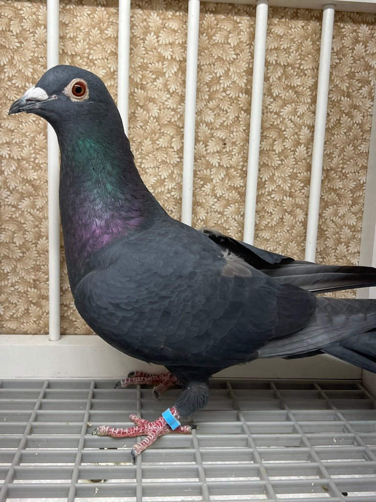 Black Eagle Pigeon *SOLD* "99101"