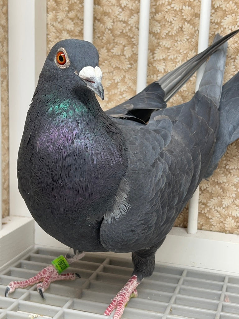 Black Eagle Pigeon *SOLD* "16028"