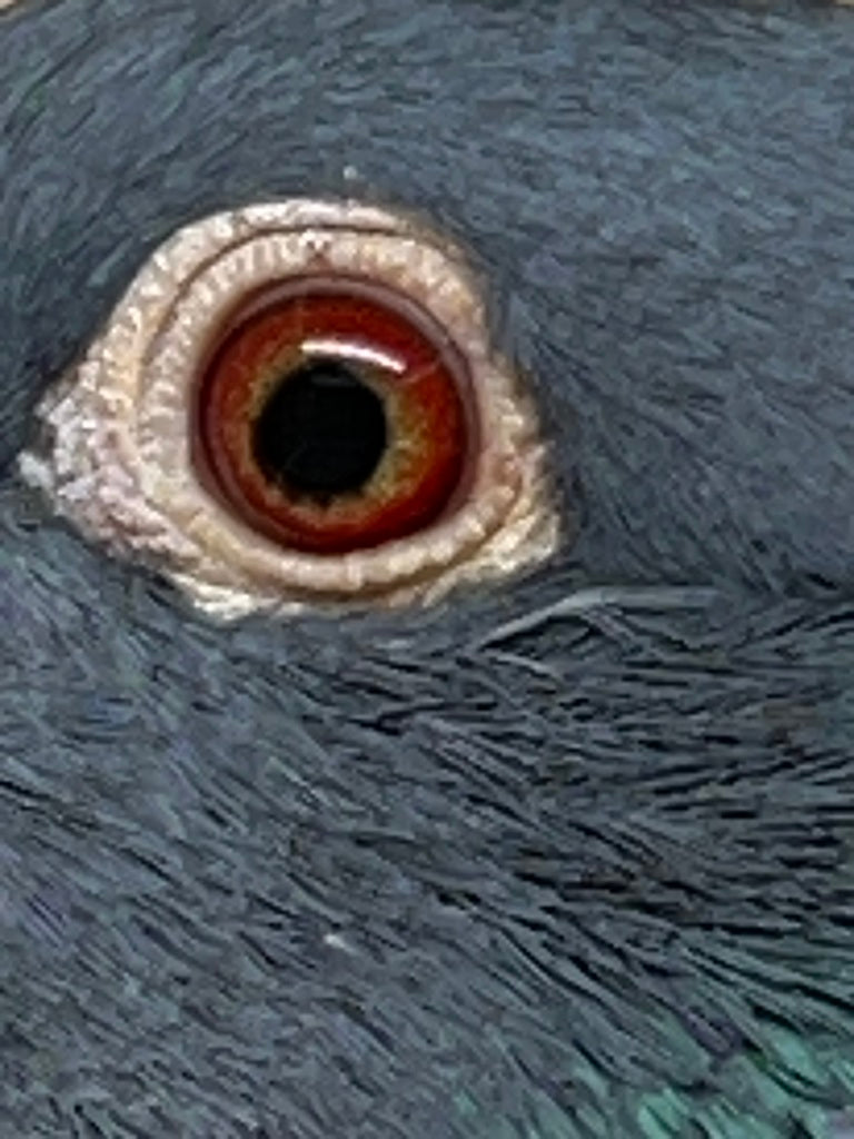 Black Eagle Pigeon *SOLD* "99101"
