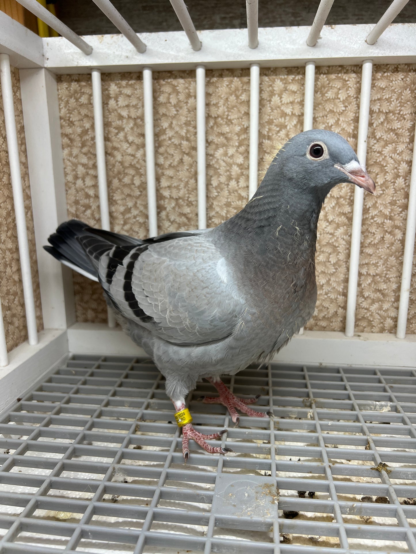 2024 Racing pigeon "ZORRO 94”