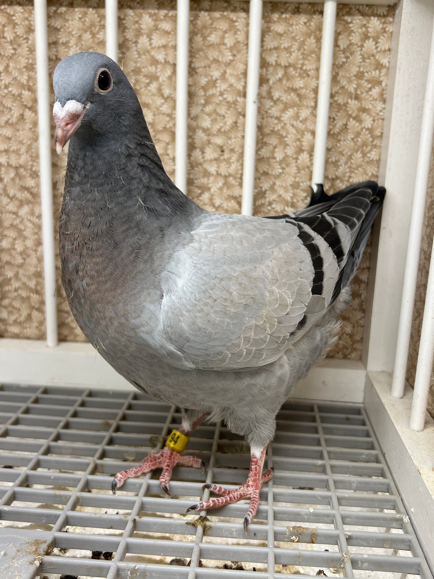 2024 Racing pigeon "ZORRO 94”