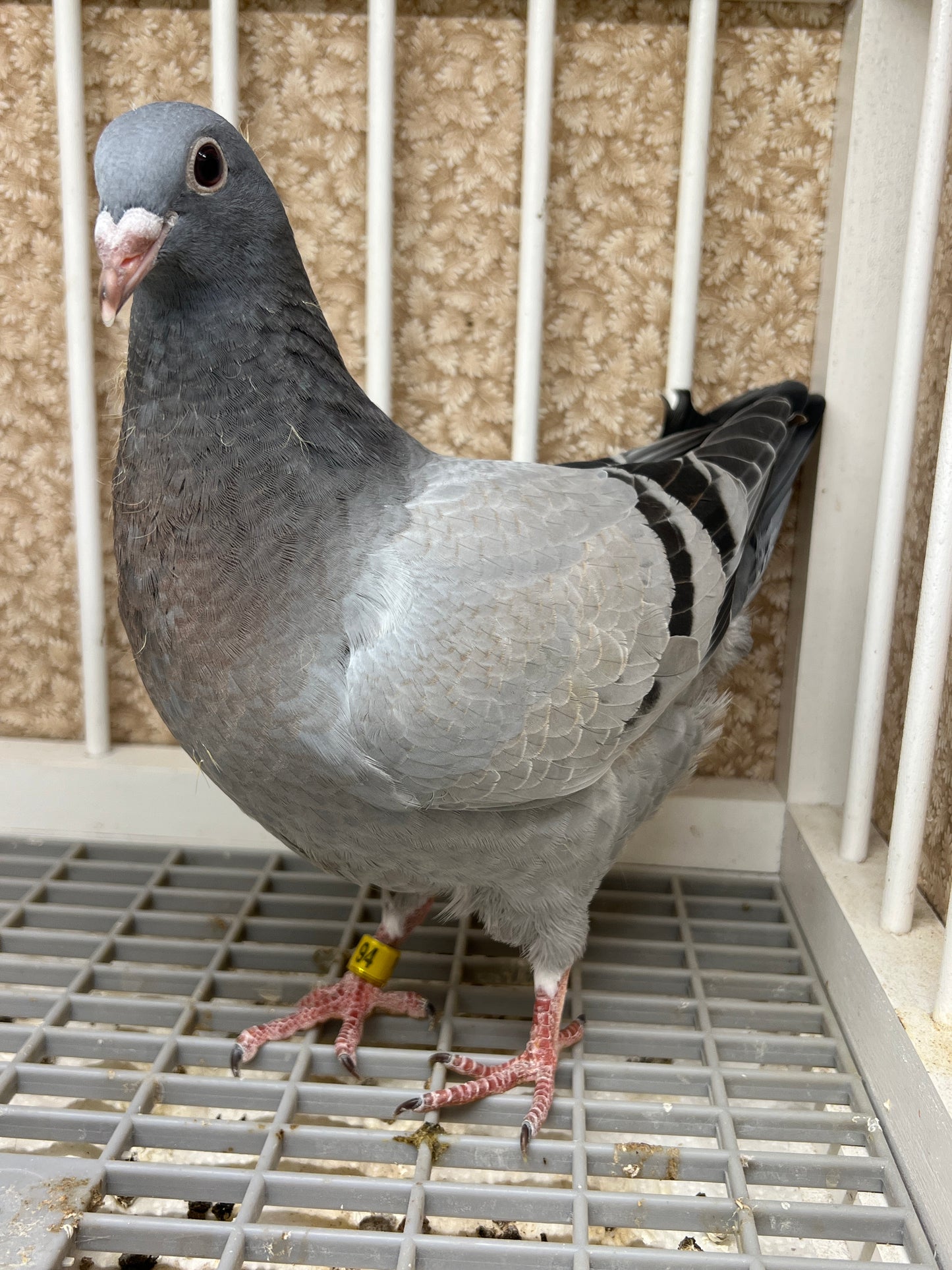 2024 Racing pigeon "ZORRO 94”