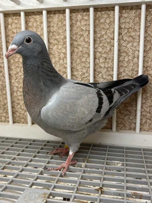 2024 Racing pigeon "ZORRO 94”