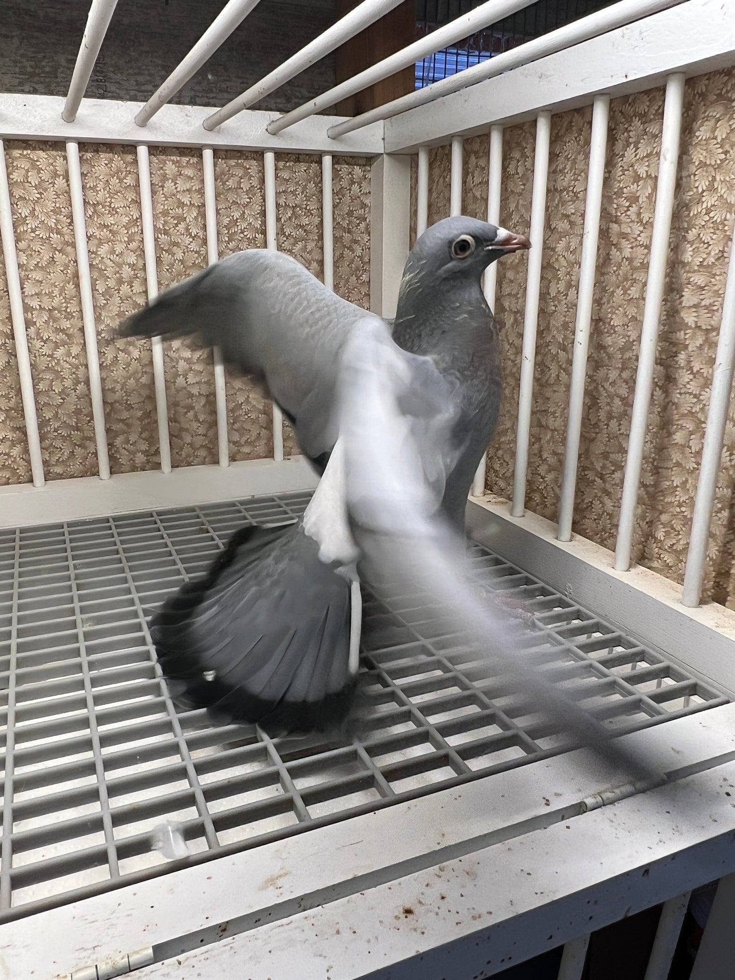 2024 Racing pigeon "ZORRO 94”