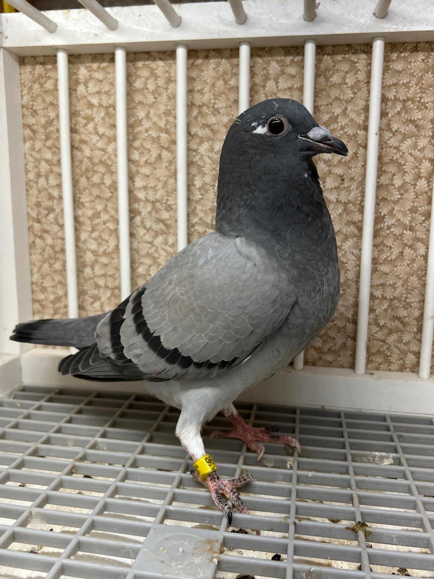 HVR Racing Pigeon "ZORRO 96”