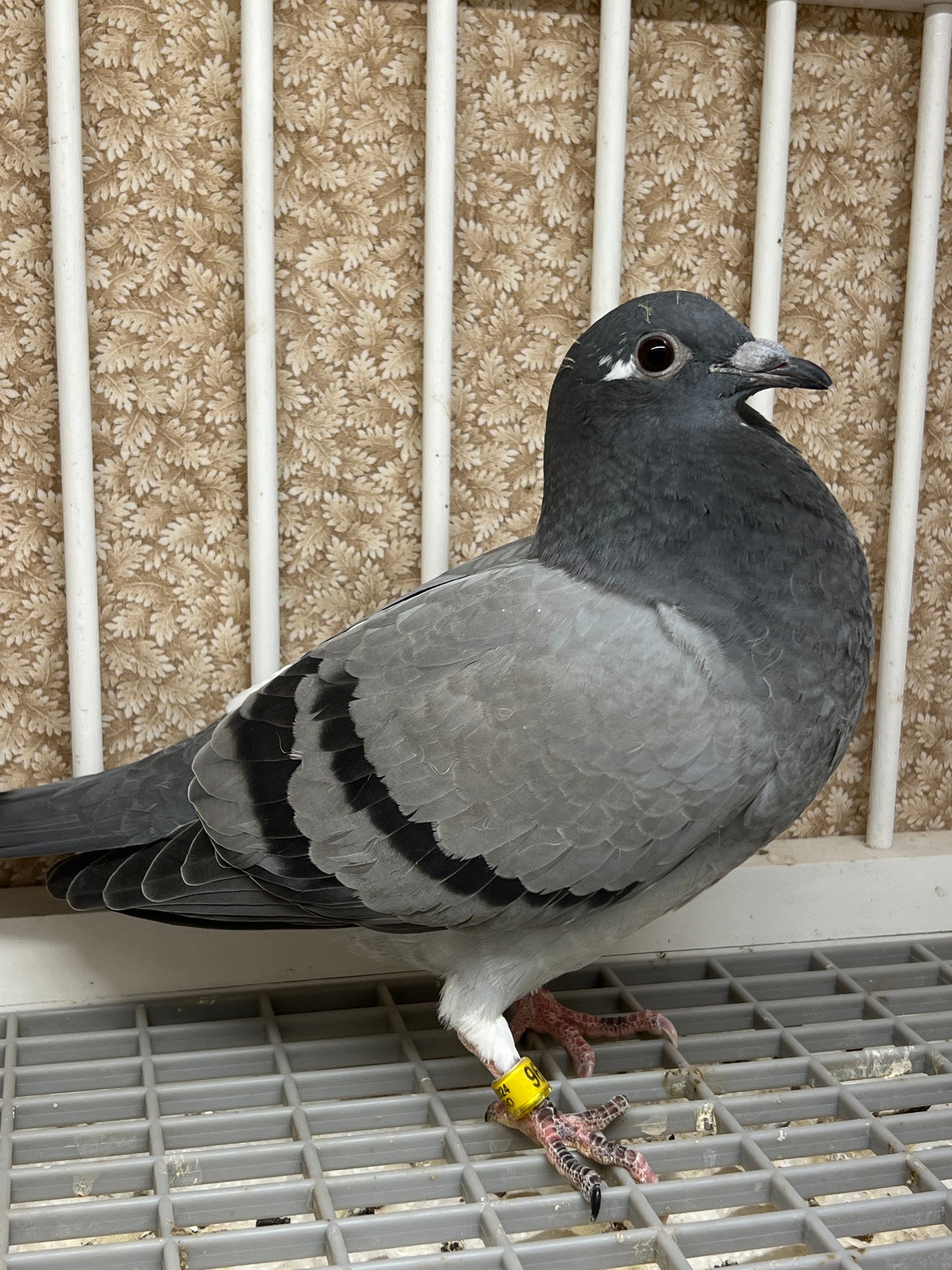 HVR Racing Pigeon "ZORRO 96”