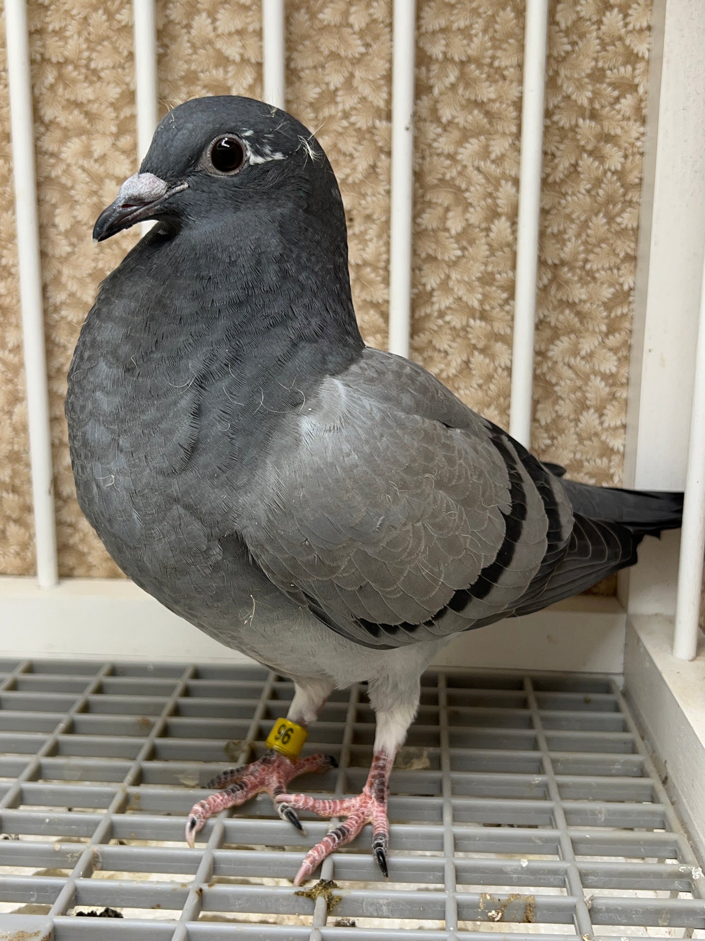 HVR Racing Pigeon "ZORRO 96”