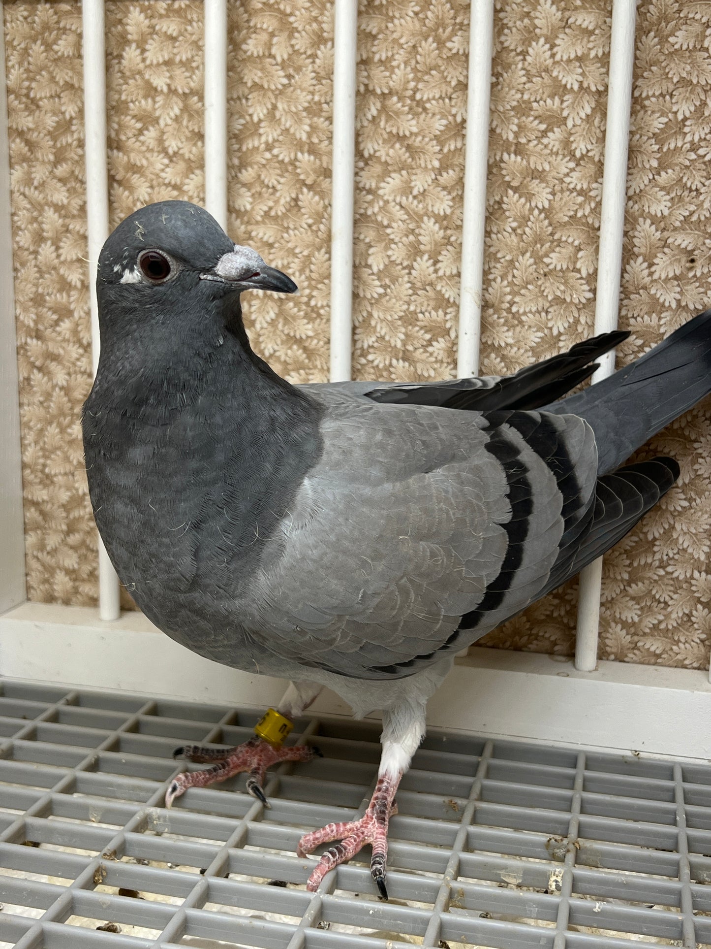 HVR Racing Pigeon "ZORRO 96”