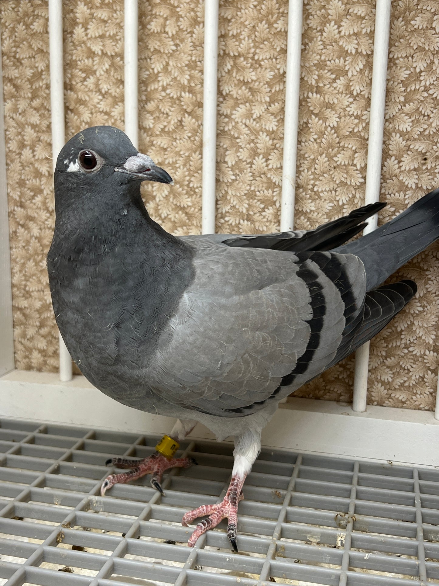 HVR Racing Pigeon "ZORRO 96”