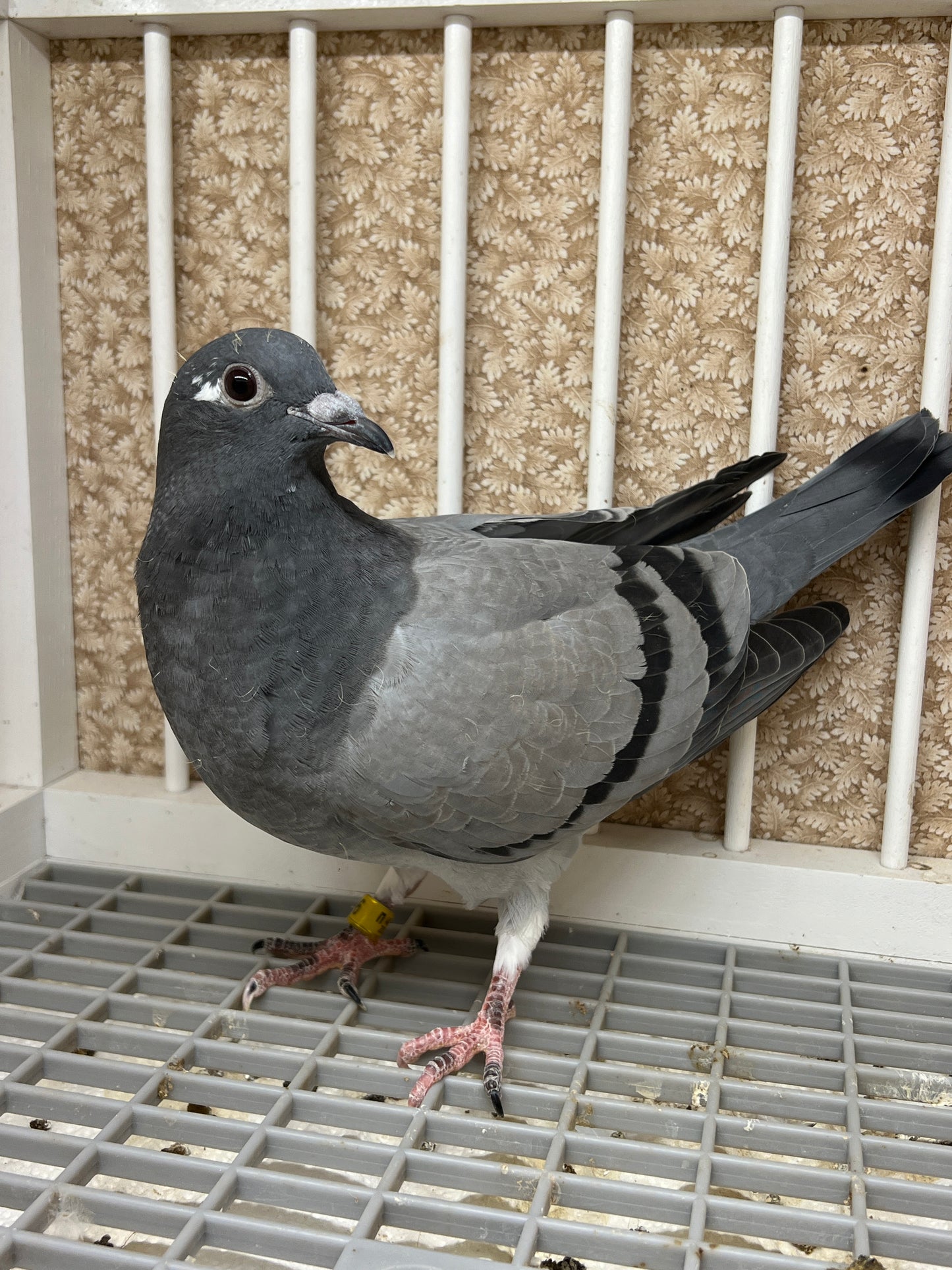 HVR Racing Pigeon "ZORRO 96”