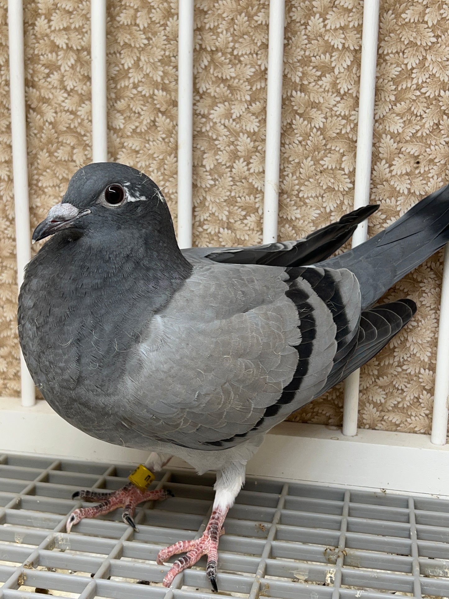 HVR Racing Pigeon "ZORRO 96”