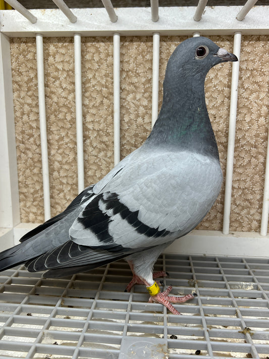 HVR Racing Pigeon "ZORRO 95”