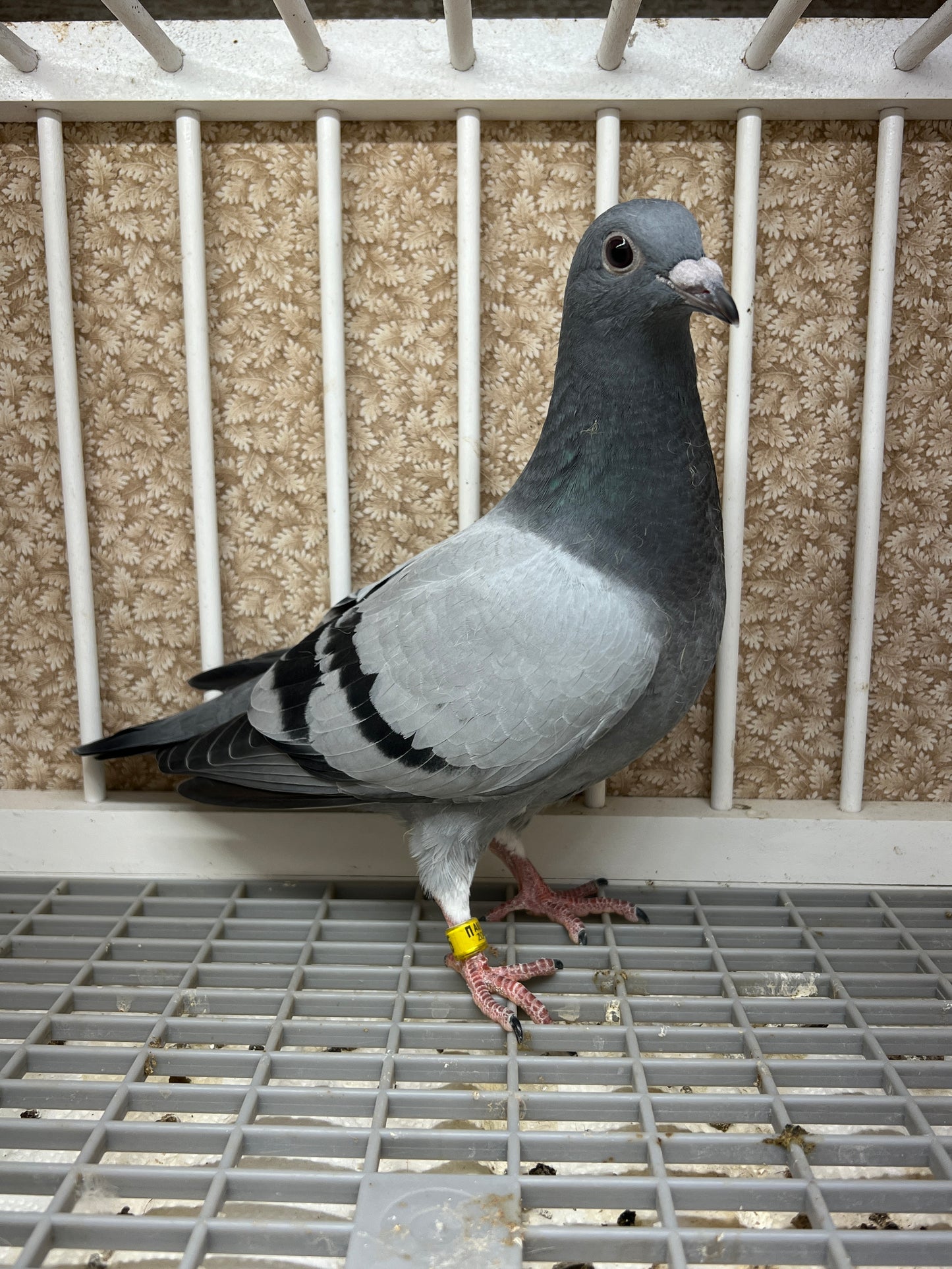 HVR Racing Pigeon "ZORRO 95”