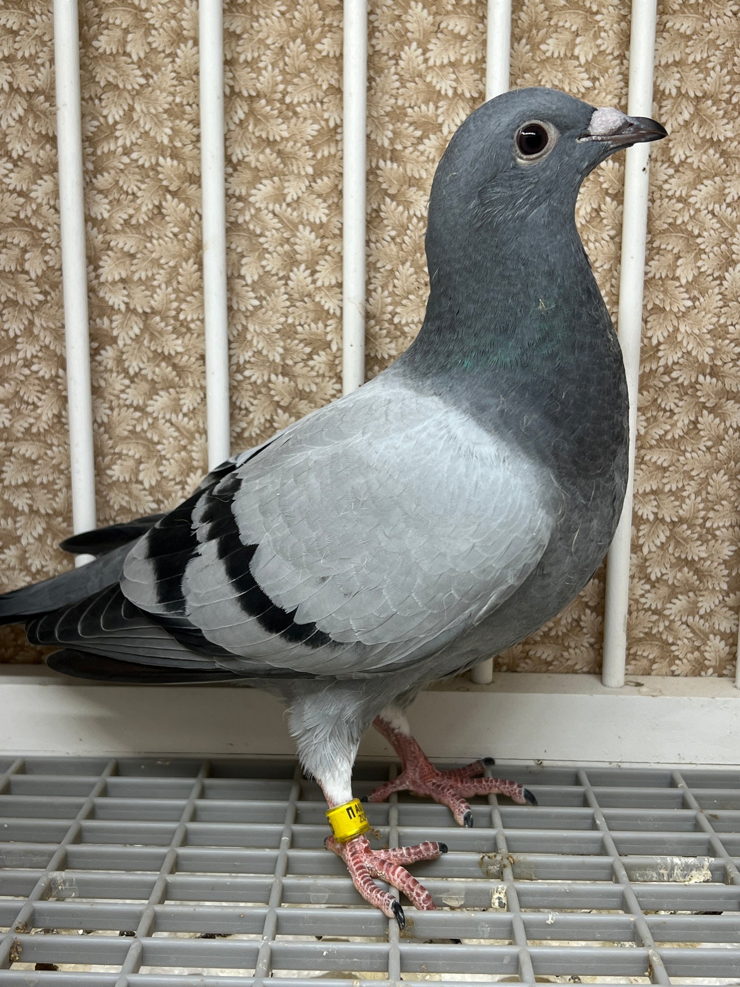 HVR Racing Pigeon "ZORRO 95”