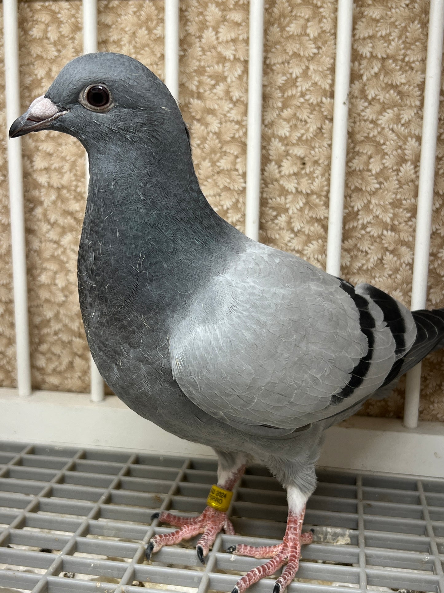 HVR Racing Pigeon "ZORRO 95”