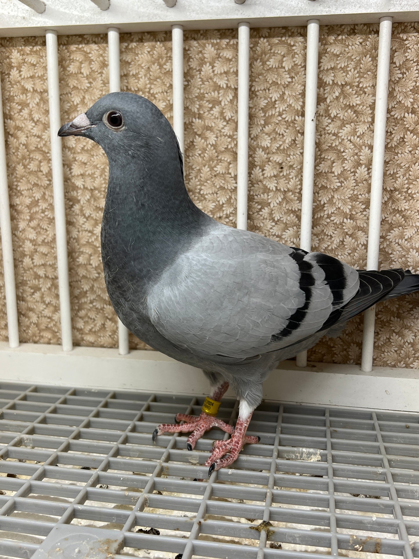 HVR Racing Pigeon "ZORRO 95”