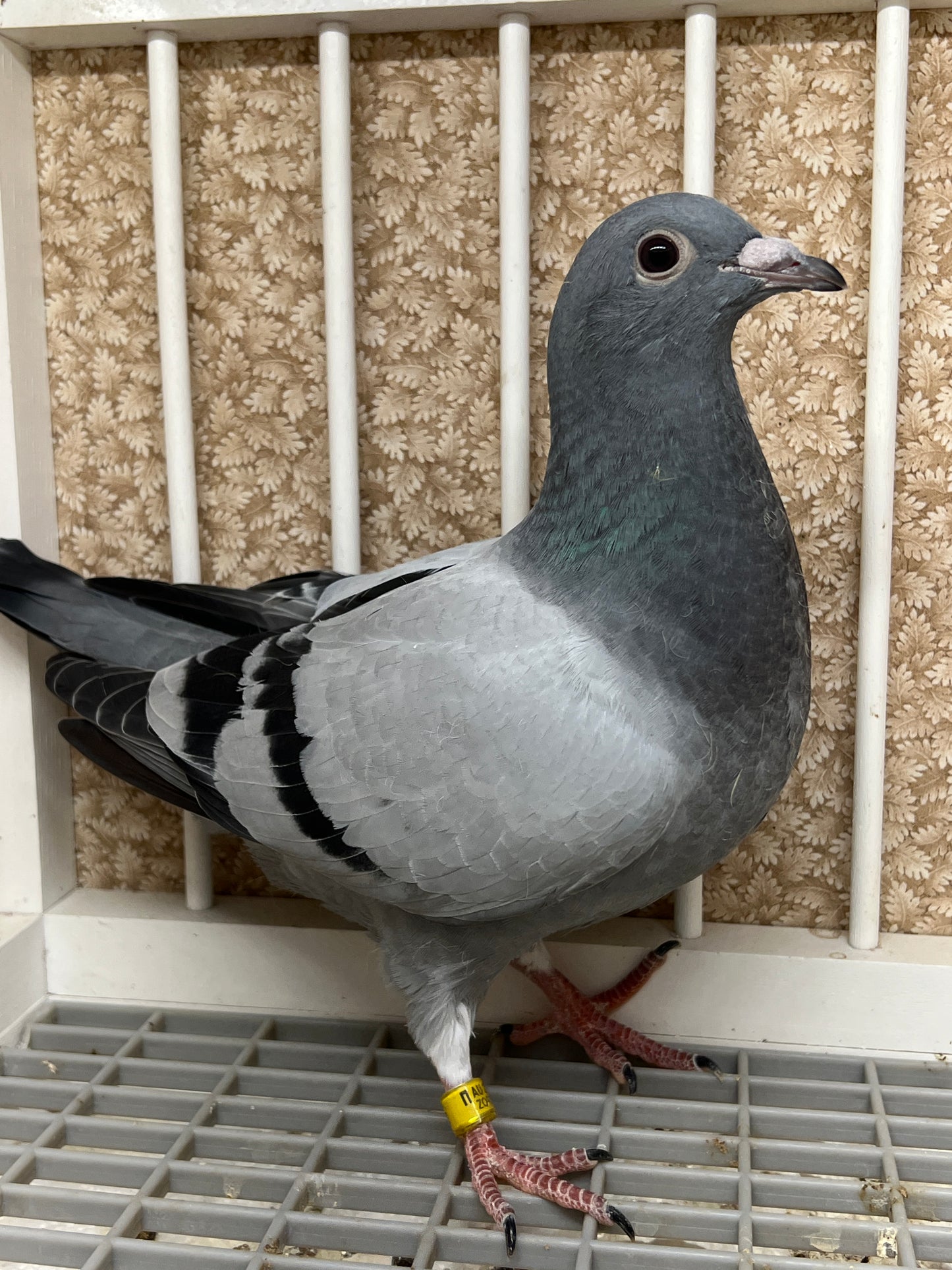 HVR Racing Pigeon "ZORRO 95”