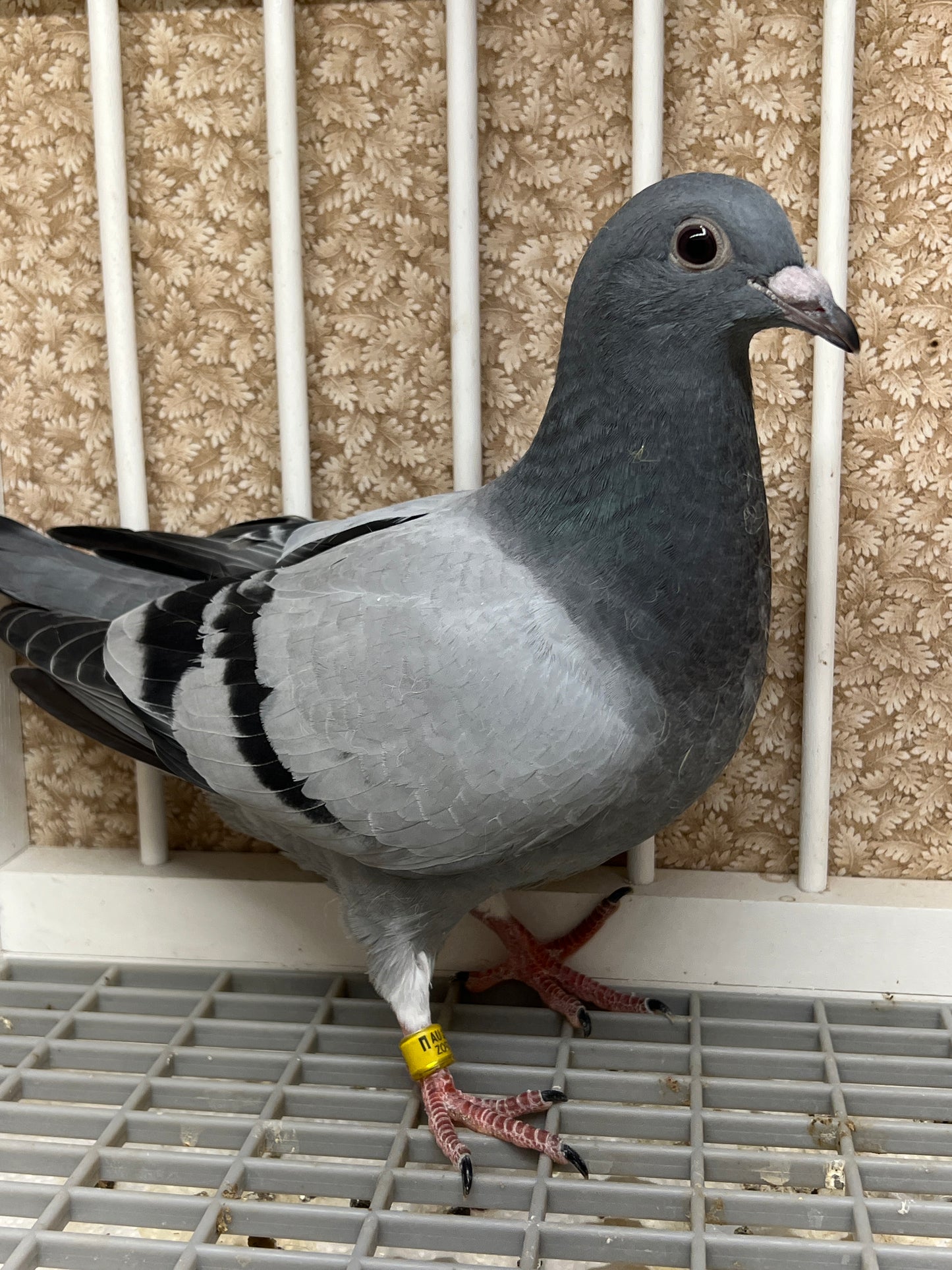 HVR Racing Pigeon "ZORRO 95”