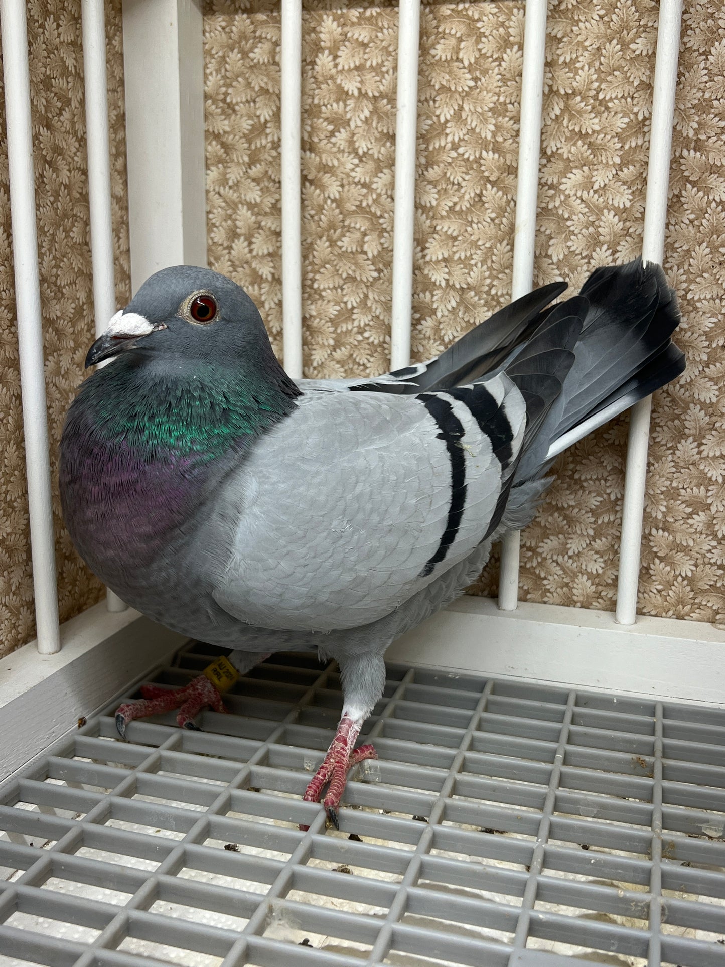 OLR Racing Pigeon "RRL 258”