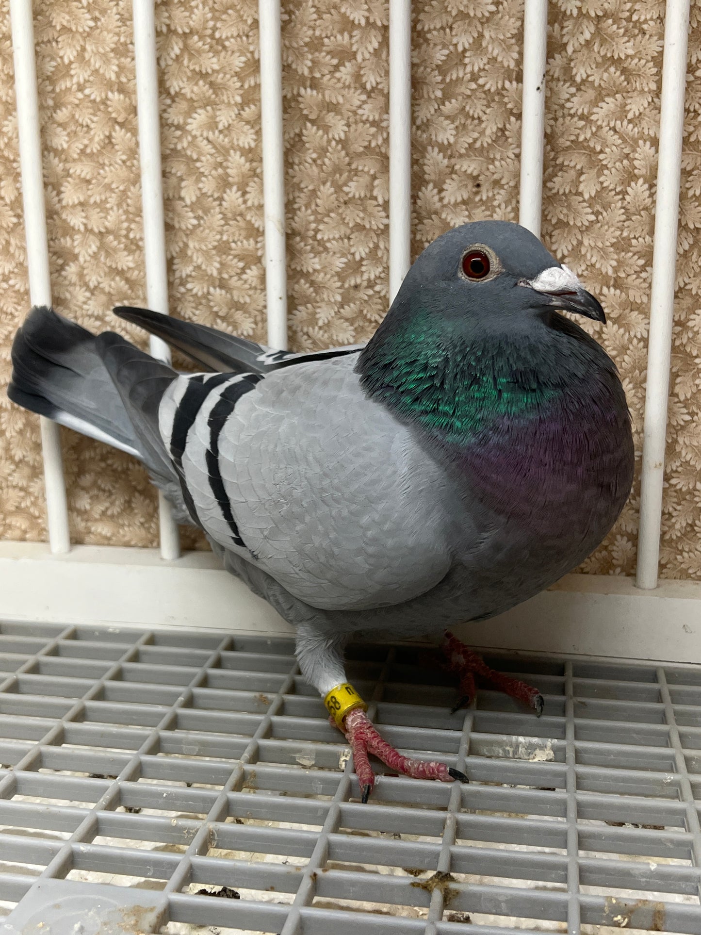 OLR Racing Pigeon "RRL 258”