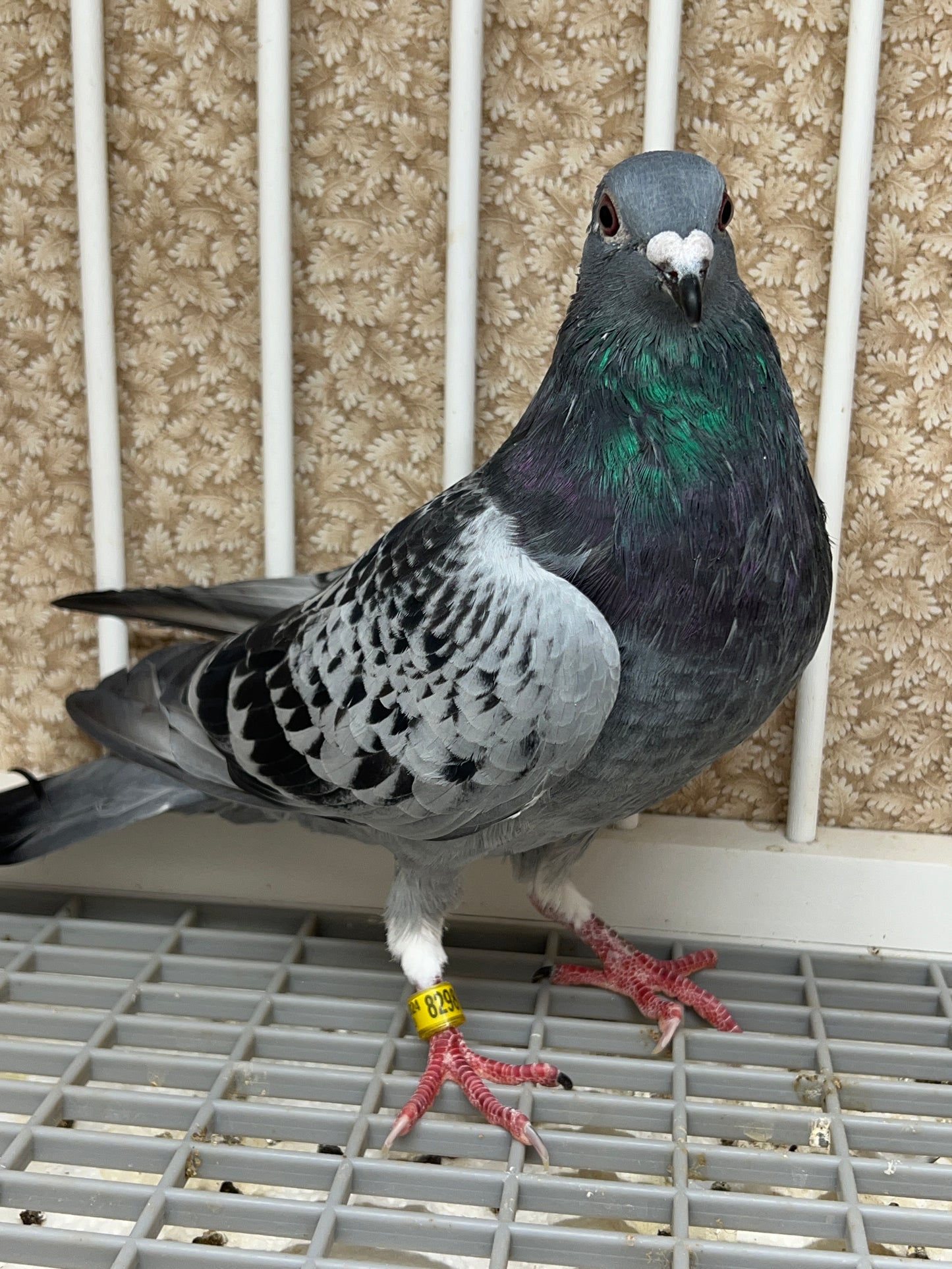 Blue Check Racing Pigeon "AU 8298”