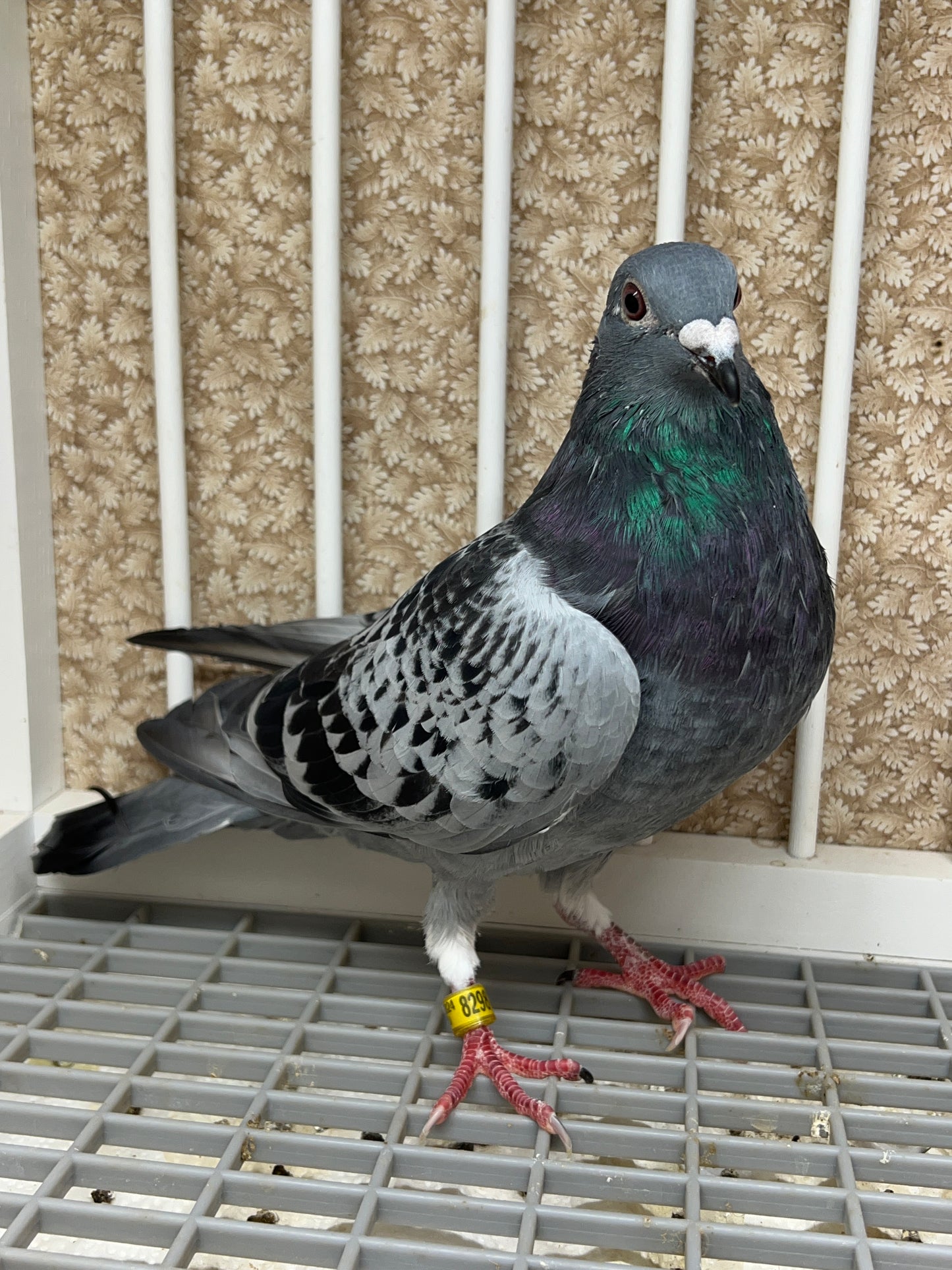 Blue Check Racing Pigeon "AU 8298”