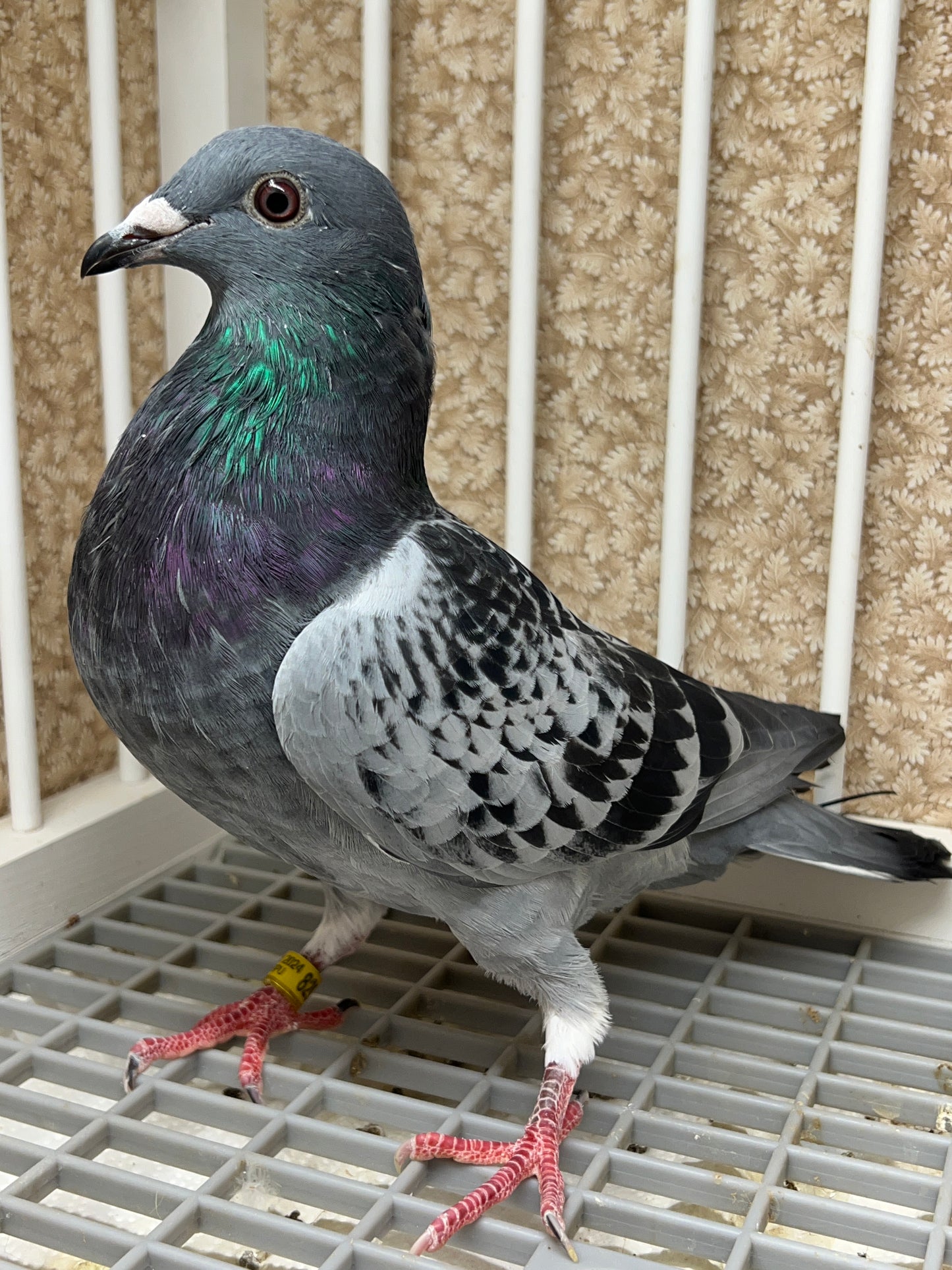 Blue Check Racing Pigeon "AU 8298”