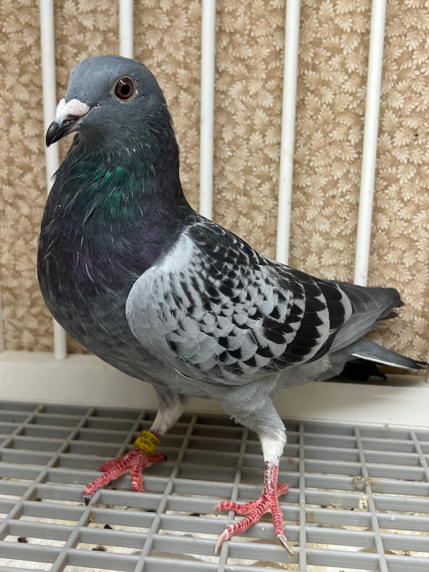 Blue Check Racing Pigeon "AU 8298”