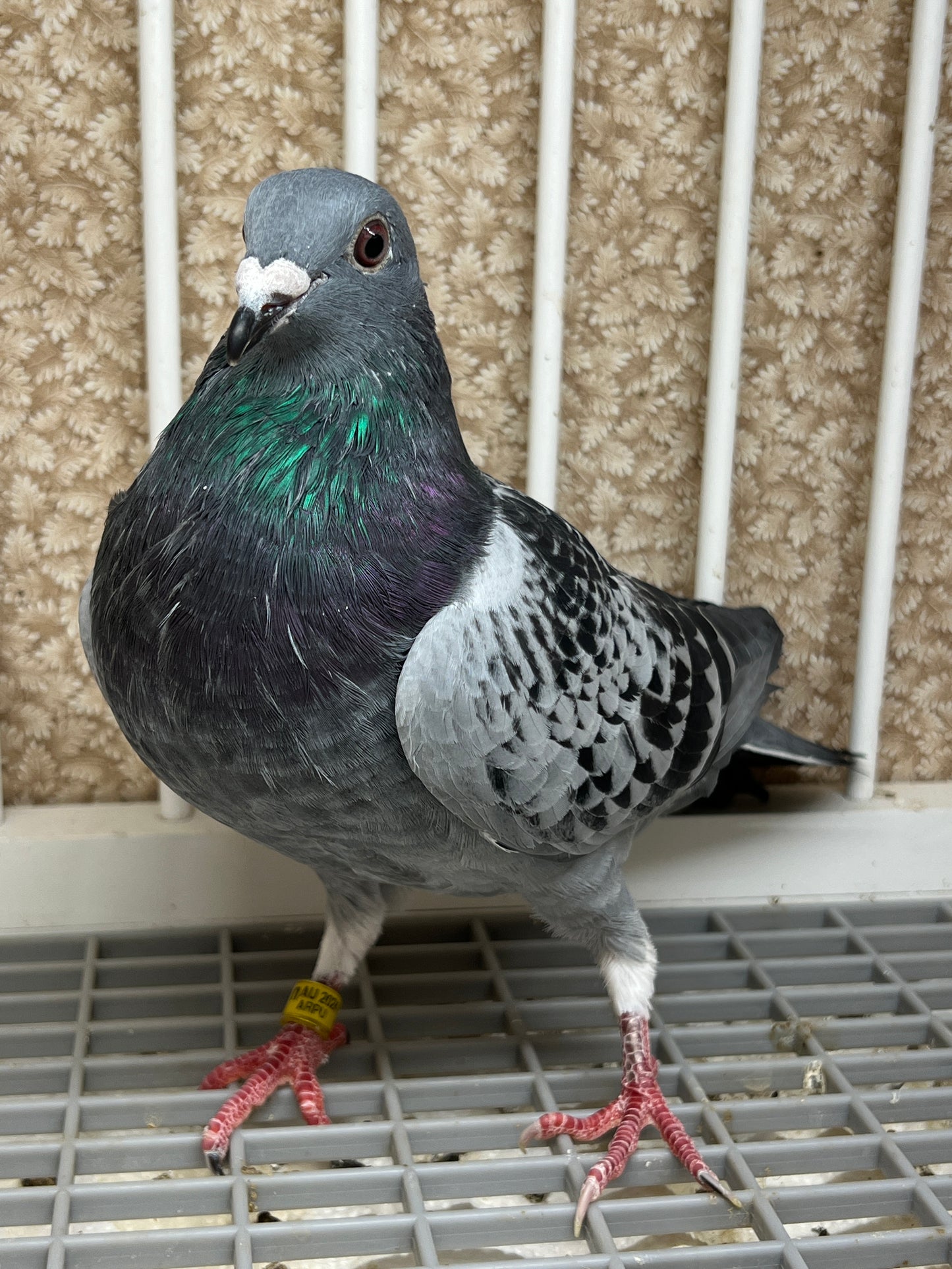 Blue Check Racing Pigeon "AU 8298”