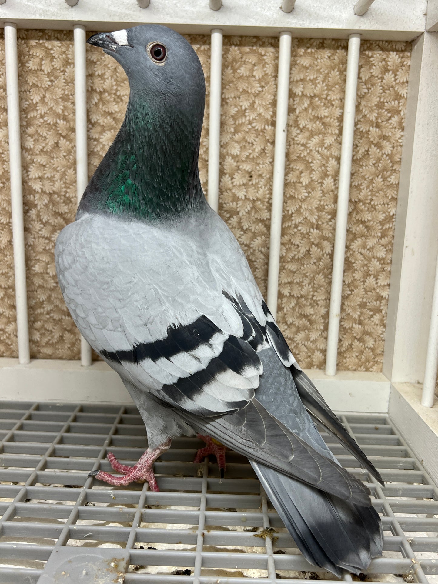 2024 Racing pigeon "AU 8278”