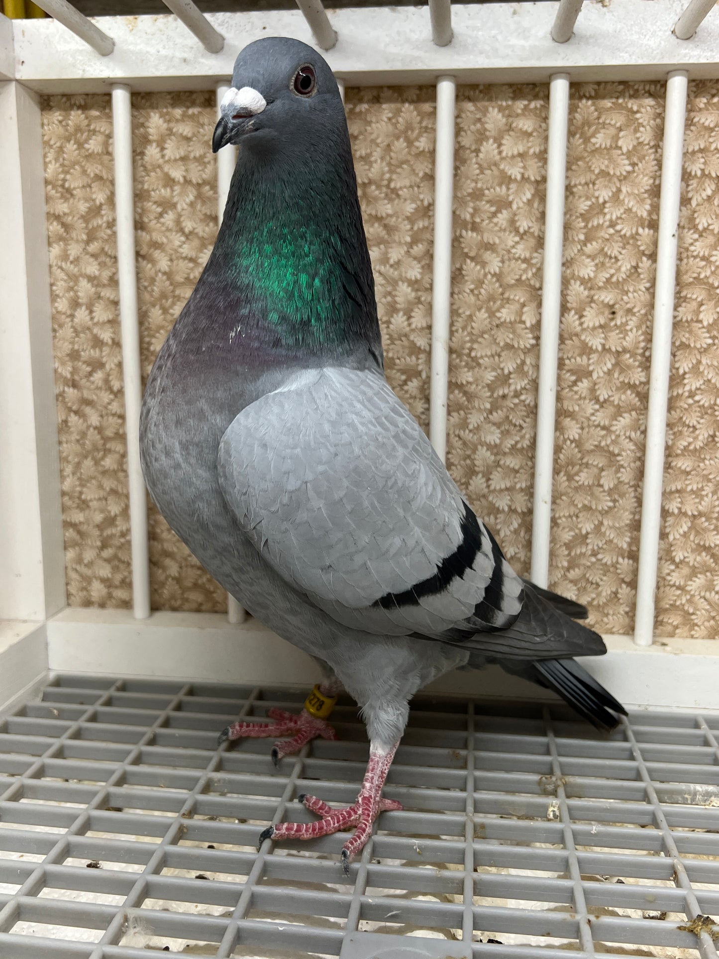 2024 Racing pigeon "AU 8278”