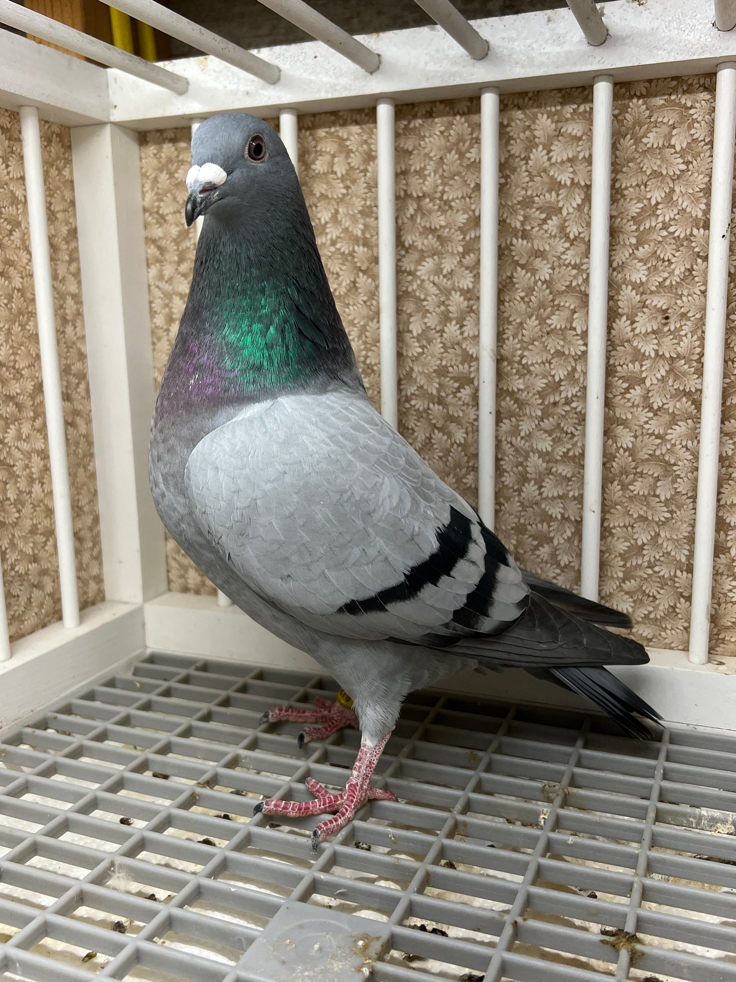 2024 Racing pigeon "AU 8278”