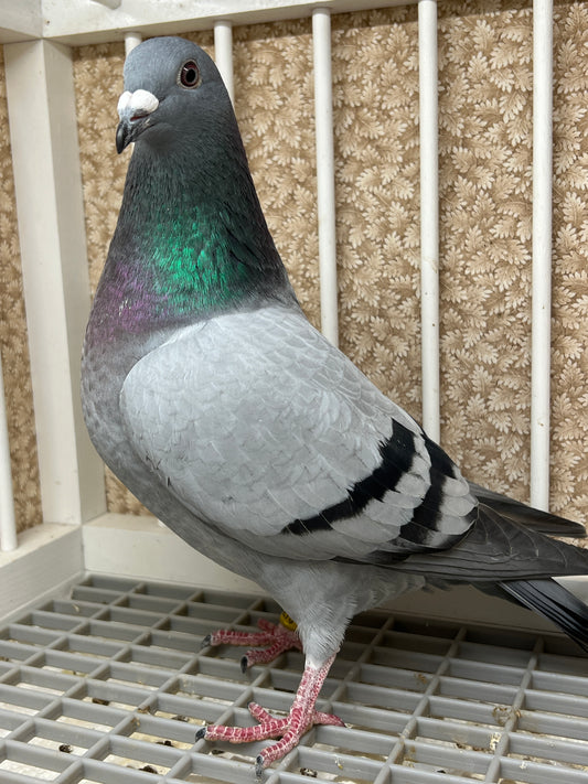 2024 Racing pigeon "AU 8278”