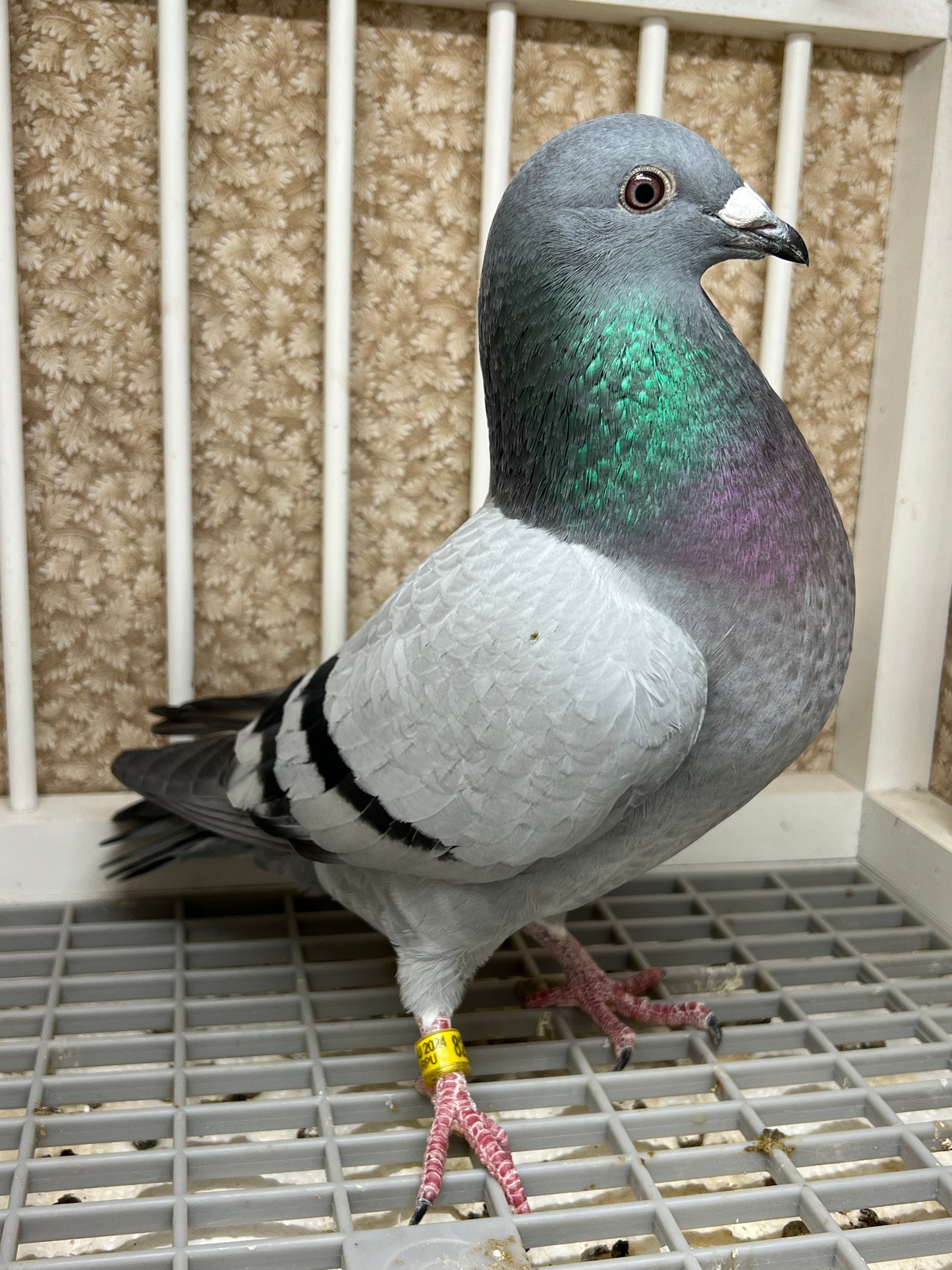 2024 Racing pigeon "AU 8278”