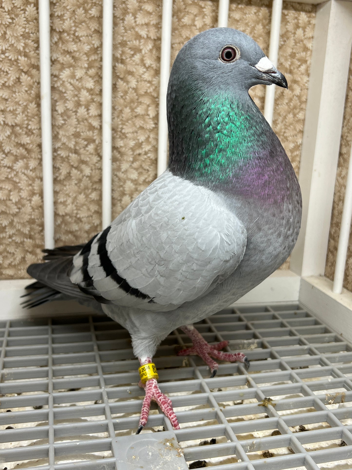 2024 Racing pigeon "AU 8278”