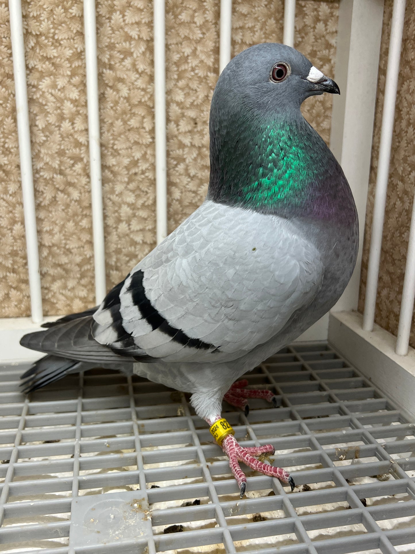 2024 Racing pigeon "AU 8278”