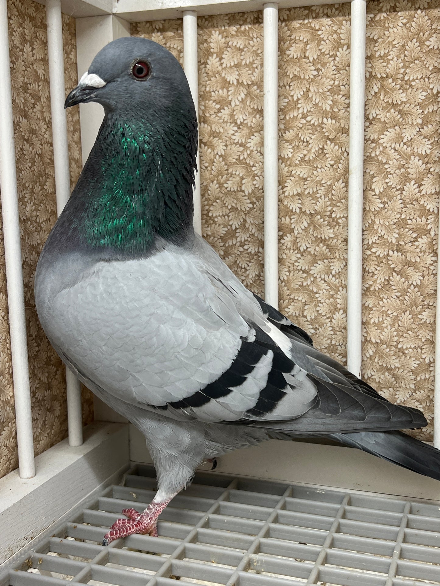 2024 Racing pigeon "AU 8285"