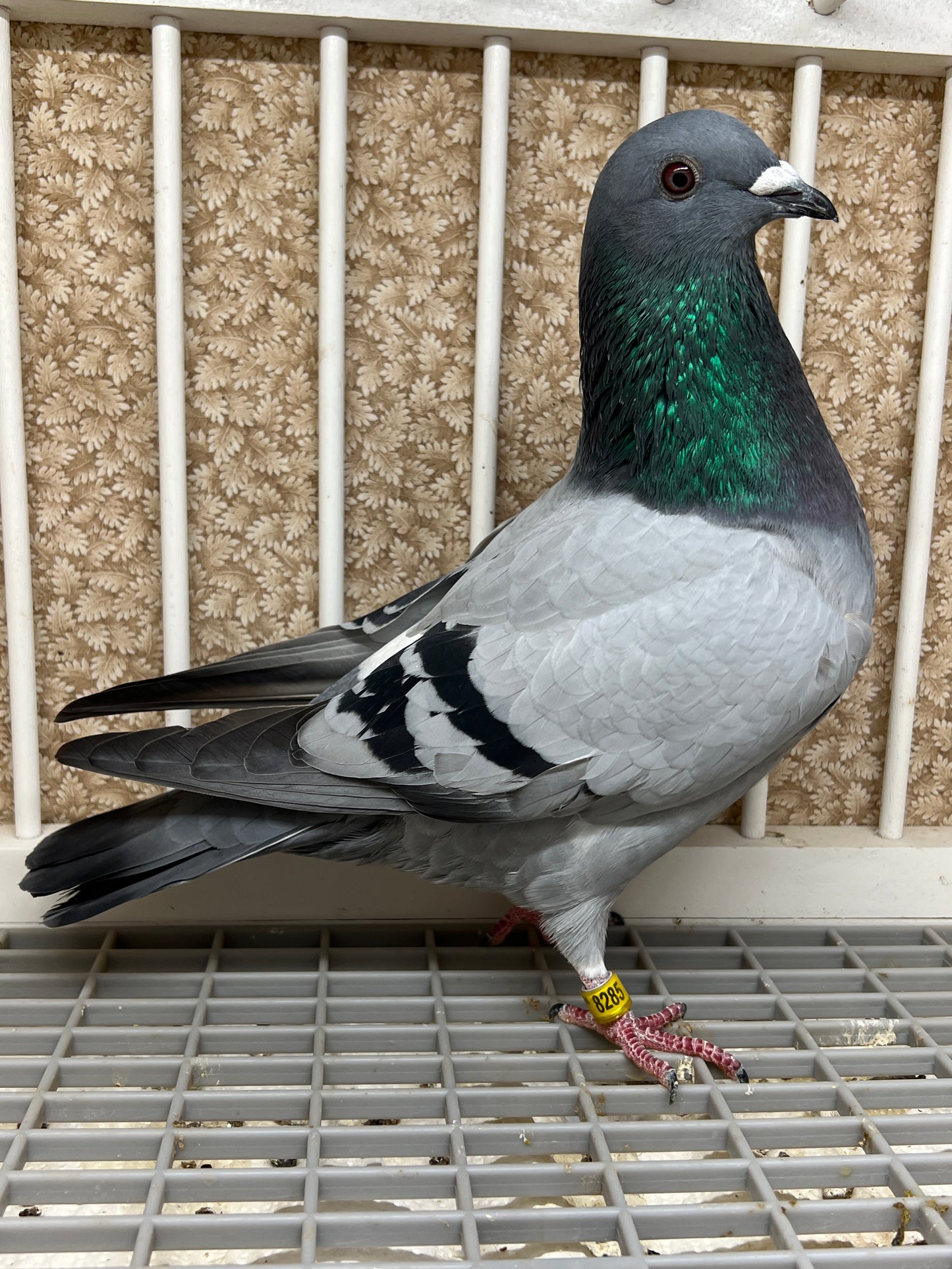 2024 Racing pigeon "AU 8285"