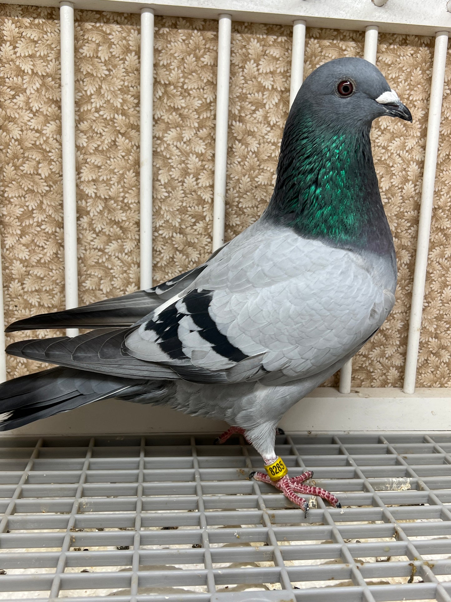 2024 Racing pigeon "AU 8285"