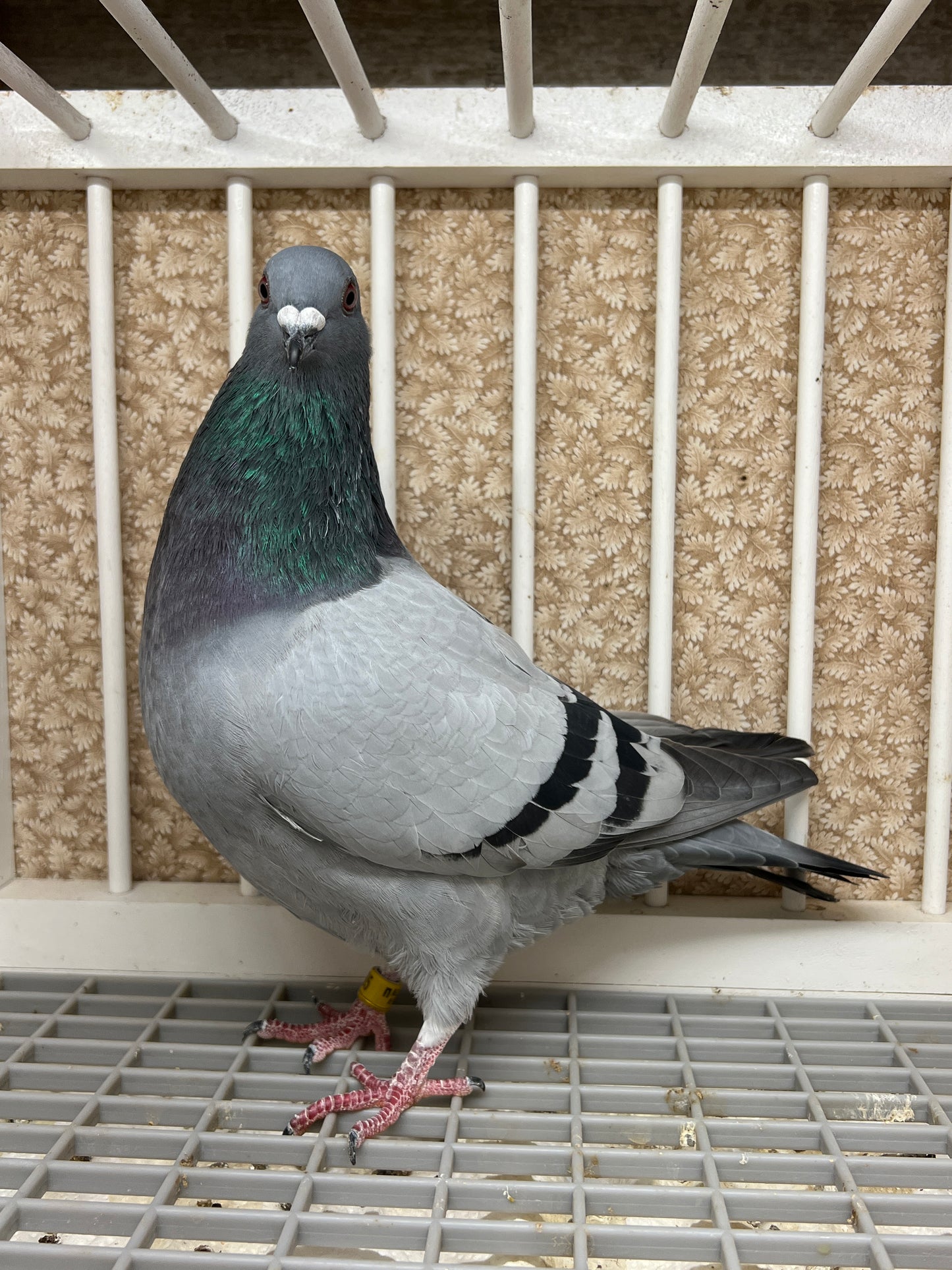 2024 Racing pigeon "AU 8285"